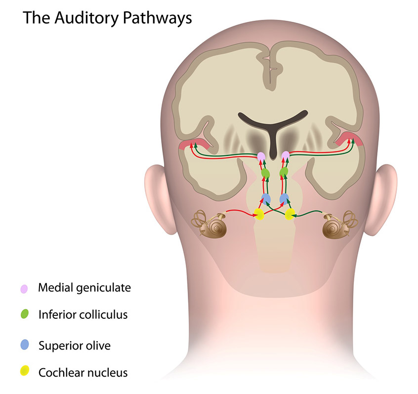 The Auditory Pathways