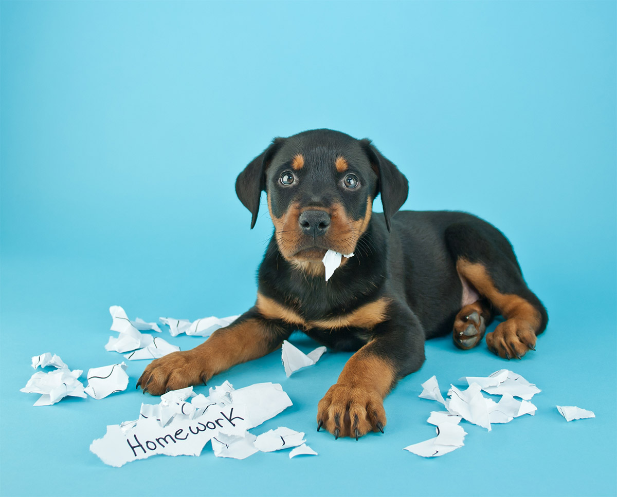 Dog ate my homework