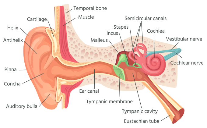 Ear Anatomy